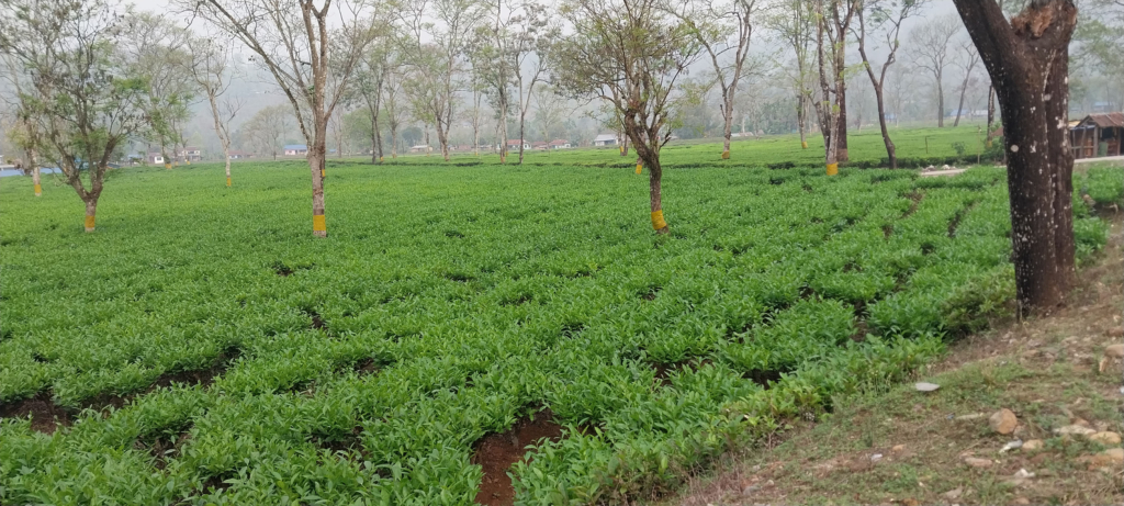 चियाको निर्यात बढ्यो, अलैँचीको घट्यो