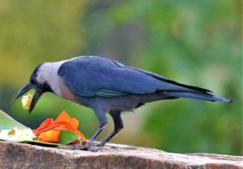 आज काग तिहार
