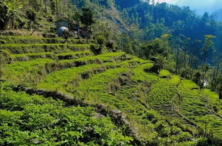 बागलुङमा ५६ हजार दुई सय ४० ‘मेट्रिकटन’ आलु उत्पादन