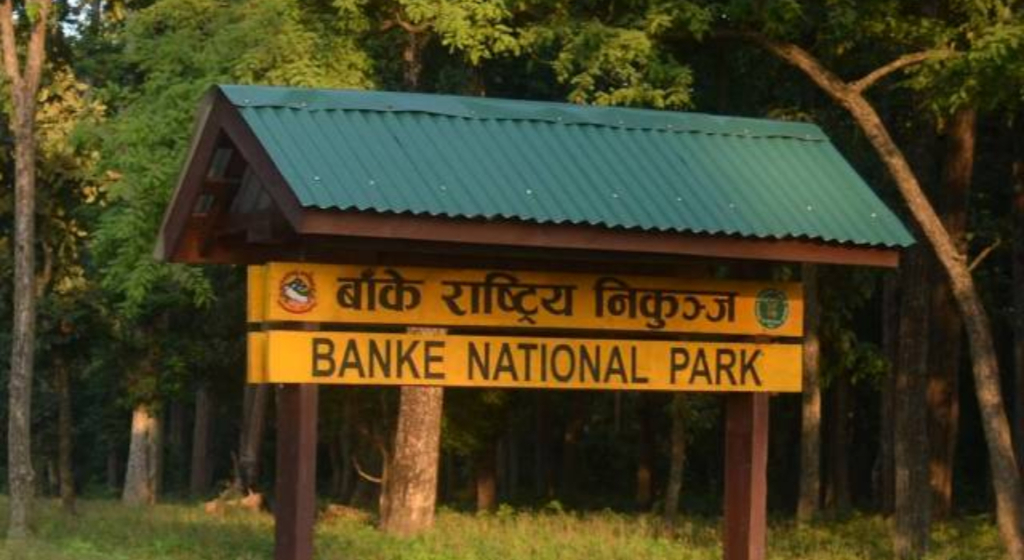 बाँके राष्ट्रिय निकुञ्जमा बाघ र आहारा प्रजातिको सर्वेक्षण शुरू