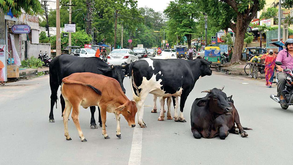 चुनौतीपूर्ण बन्दै बाच्छा व्यवस्थापन