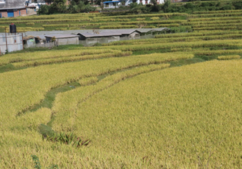 सुदूरपश्चिममा कृषि भूमि घटे पनि उत्पादन भने बढ्यो