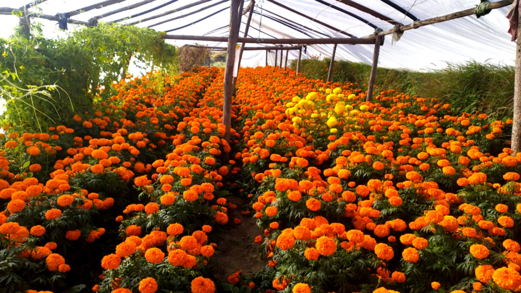 दशैं, तिहार र छठमा पाँच करोडको फूल किनबेच