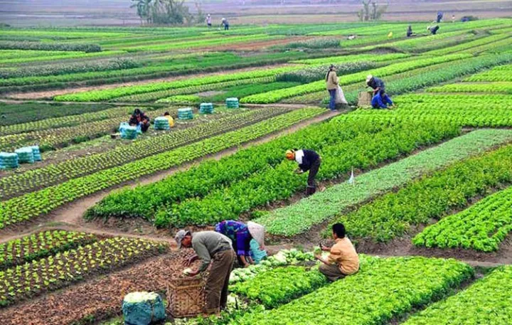 सिङ्गो गाउँ नै तरकारीखेतीमाः वार्षिक भित्रिन्छ ८० लाख