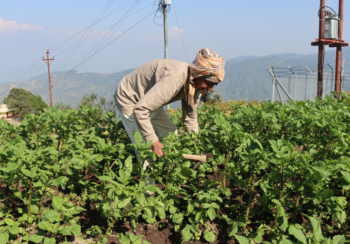 ९० वर्षको उमेरमा कृषि र पशुपालनमा सक्रिय