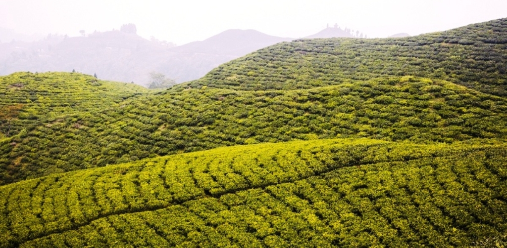 झापाबाट ११ करोडको चिया निर्यात