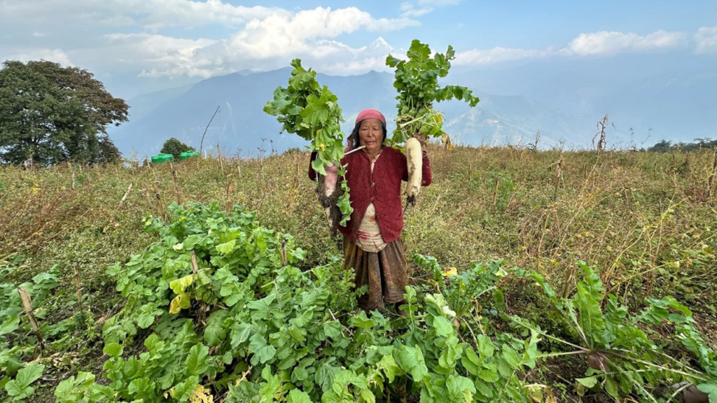 टोड्केमा मुला बिक्री हुन छाडेपछि लगाउनेको कमी