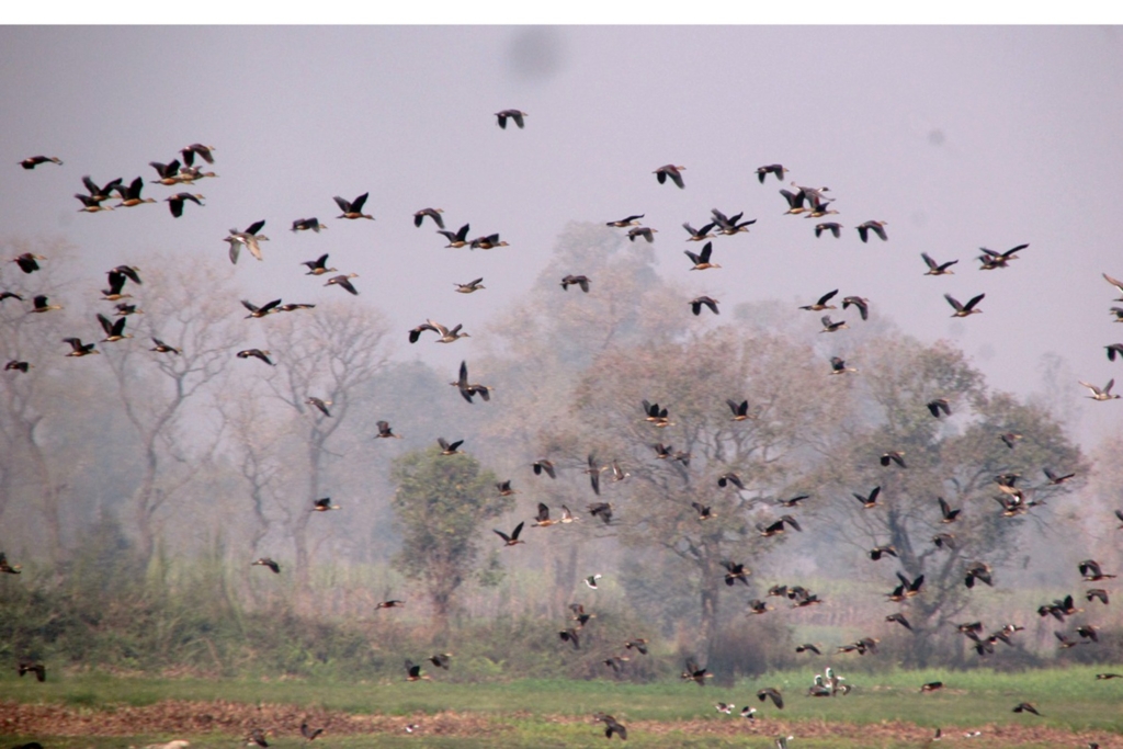 ताल तथा सिमसार क्षेत्रमा पाइने चराको अस्तित्व खतरामा