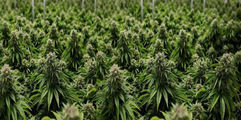 धरानमा करिब ३ सय ७ किलो गाँजा सहित कृषि फर्मका संचालक पक्राउ