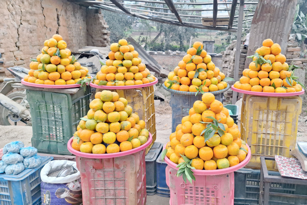 पाल्पामा सुन्तला महोत्सव हुँदै
