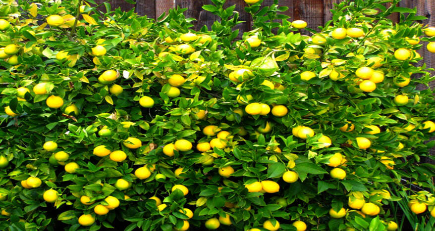 धान झुल्ने खेतमा कागती पहेँलै, वार्षिक पाँच लाख आम्दानी