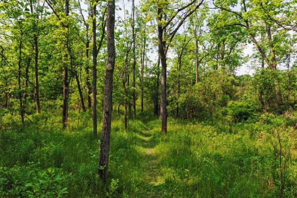 रुख कटानको अनुमतिसँगै सदरमुकाम निर्माणको बाटो खुल्यो