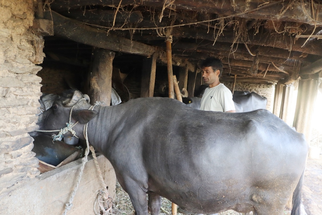 दूध बेचेर वार्षिक २० लाख कमाइ गर्दै बागलुङका कँडेल