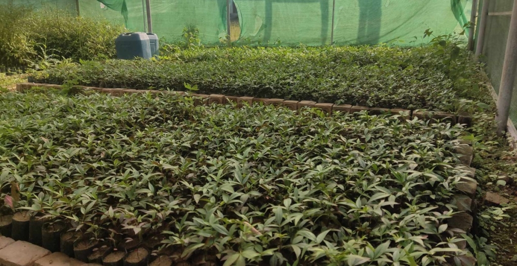 टिमुरको बिरुवा बेचेर वार्षिक दुई लाख रुपैयाँ आम्दानी