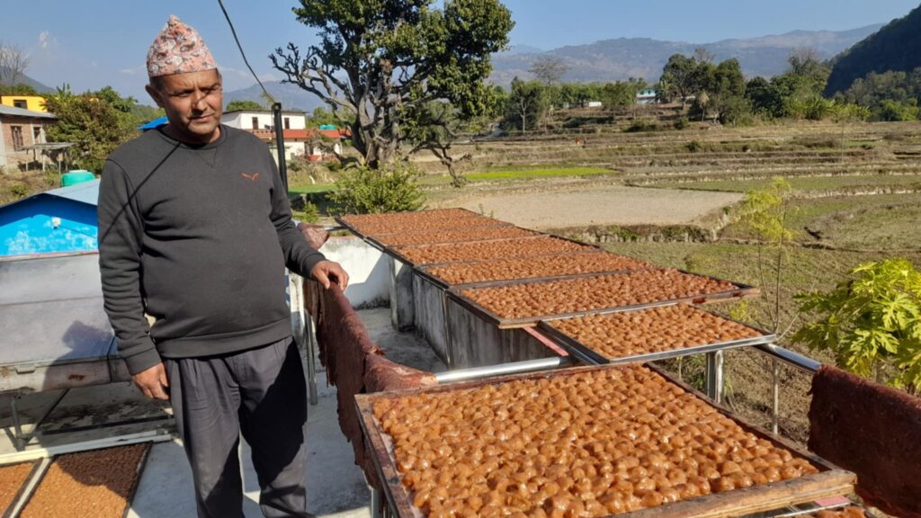 लप्सीका परिकार बनाउन व्यस्त पर्वतका किसान