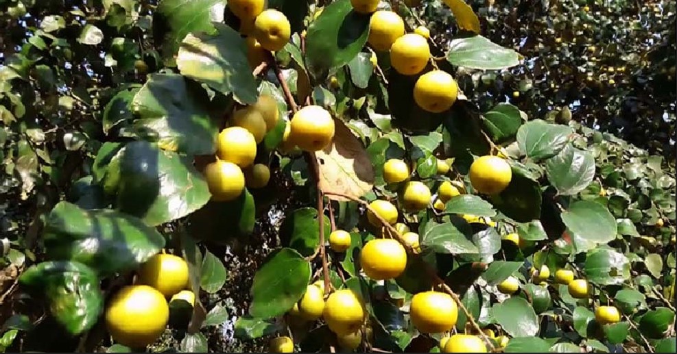 वसन्त पञ्चमीः केशोर र बयरको बजार जम्दै