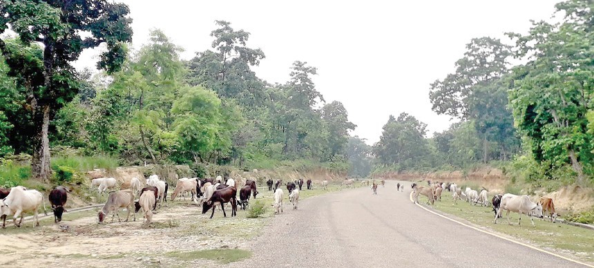 चौपाया छाडा छाड्नेलाई जरिवाना