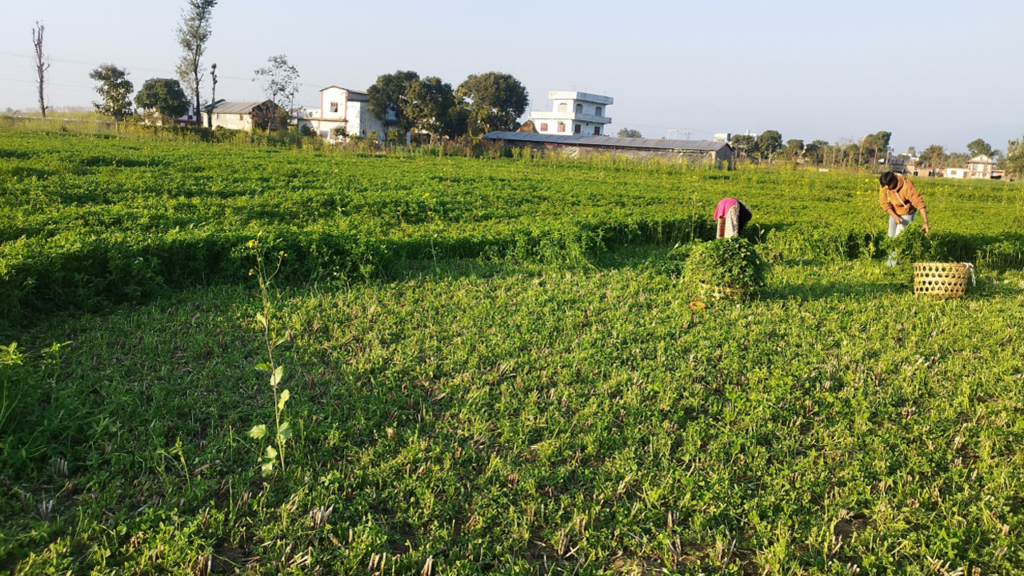 बर्सिम घाँस खेतीले पशुपालक किसानलाई सहज