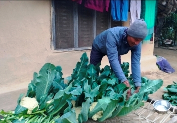 वडाध्यक्षको तरकारीखेती मोह