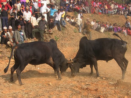 नुवाकोटको तारुकामा आज गोरु जुधाइ प्रतियोगिता
