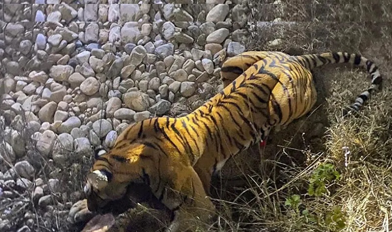मकवानपुरको मनहरीमा महिलाको ज्यान लिएको बाघ नियन्त्रणमा