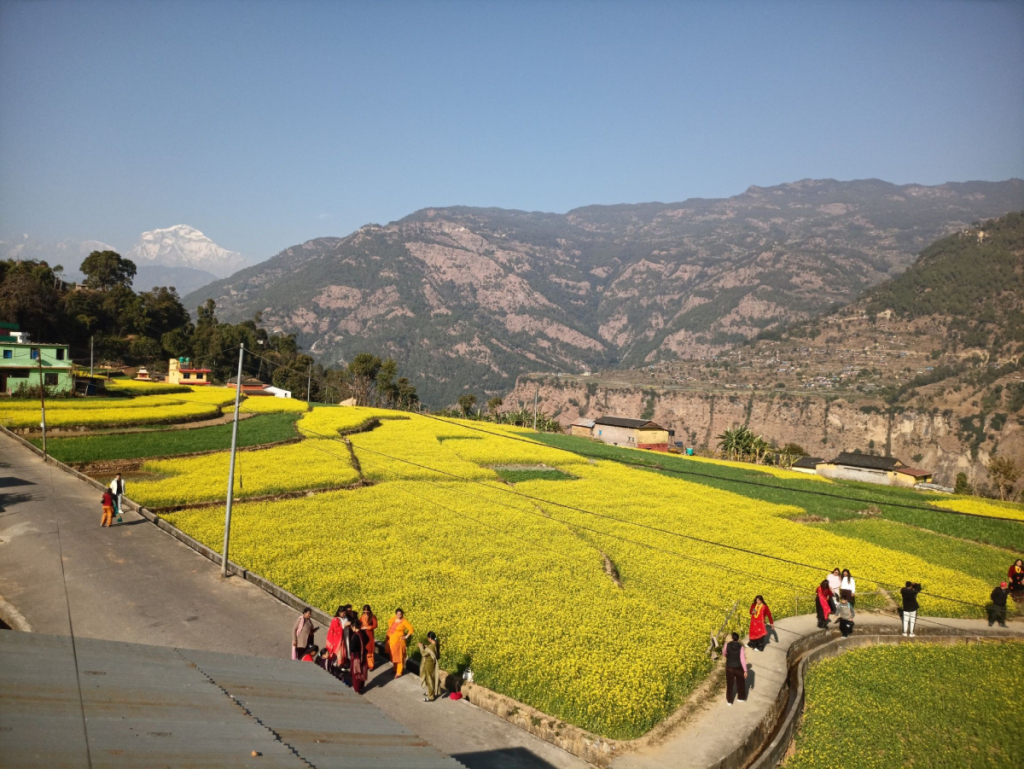 म्याग्दीको तोरीबारी, जहाँ लाग्छ टिकटिक बनाउनेको भीड