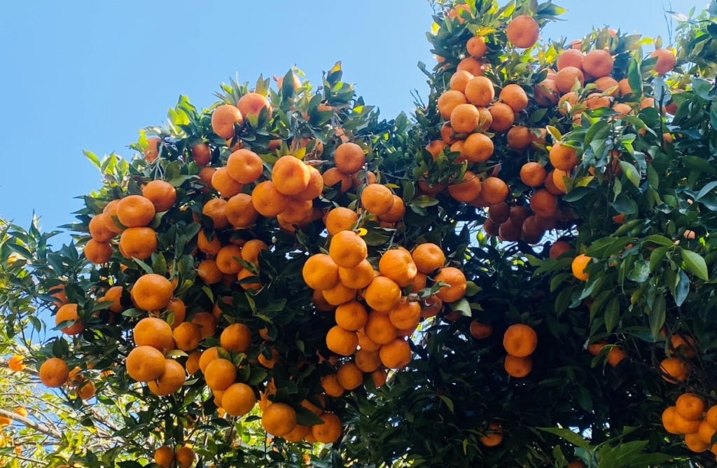 पाल्पामा ५२ करोड ७६ लाखको सुन्तला बिक्री