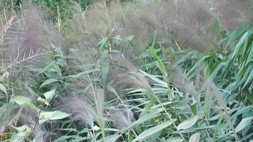 अम्रिसोबाट आम्दानी लिँदै म्याग्दीका किसान