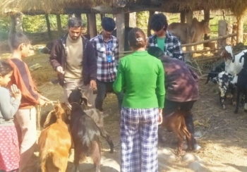 १० हजार बाख्रालाई पीपीआरविरुद्धको खोप