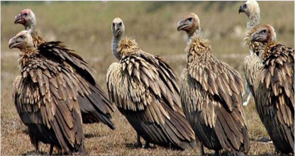 गिद्ध संरक्षणमा बर्दिबासको पहलकदमी