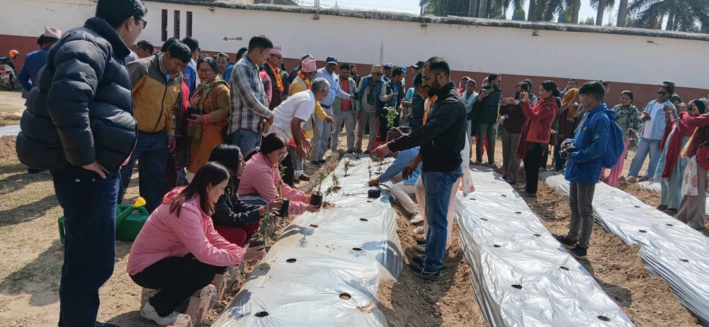 प्रणय दिवसः टीकापुरलाई गुलाबको सहर बनाउने