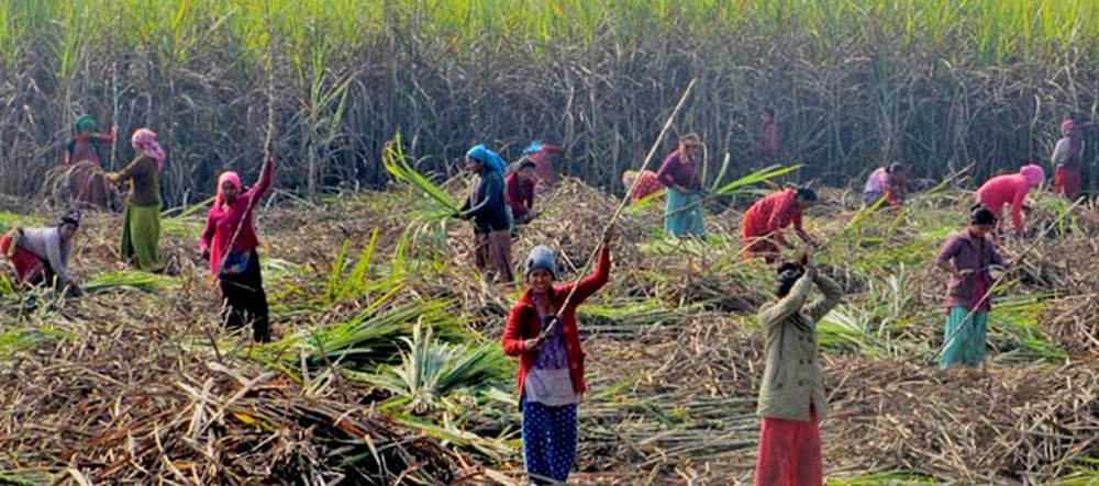 सर्लाहीका ४७ जना उखु किसान सम्मानित