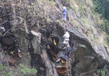ज्यानको बाजी लगाएर भीरमा मह सिकार, विदेशीसमेत मोहित