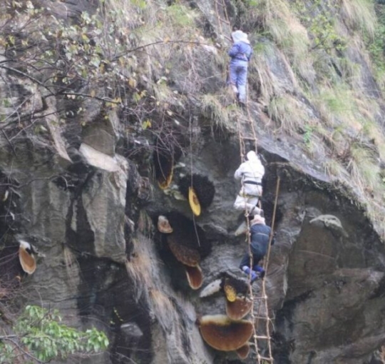 ज्यानको बाजी लगाएर भीरमा मह सिकार, विदेशीसमेत मोहित
