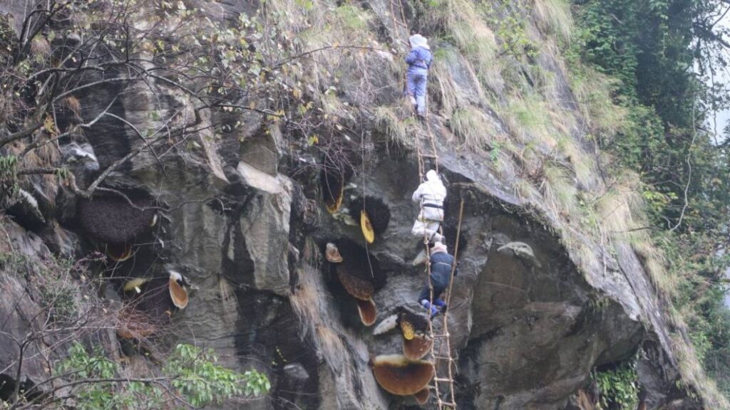 ज्यानको बाजी लगाएर भीरमा मह सिकार, विदेशीसमेत मोहित